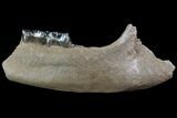 Fossil Rhino (Stephanorhinus) Lower Jaw - Hungary #87473-2